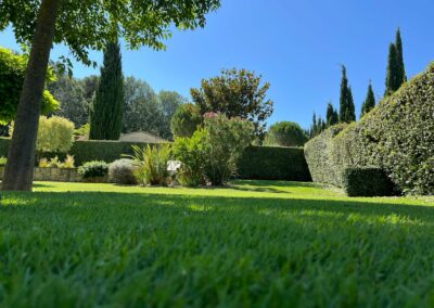 Tonte d'une pelouse vue à ras du sol