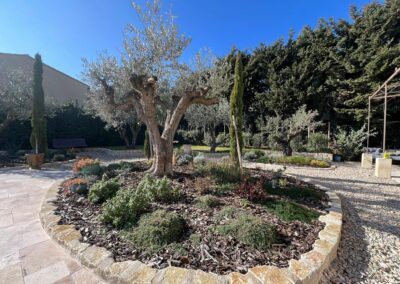 Massif rocailleux avec un olivier centenaire