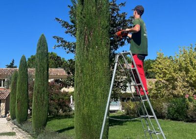 Taille de cyprès de provence