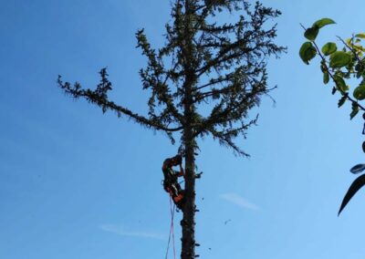 Elagage d'un sapin et travail en hauteur