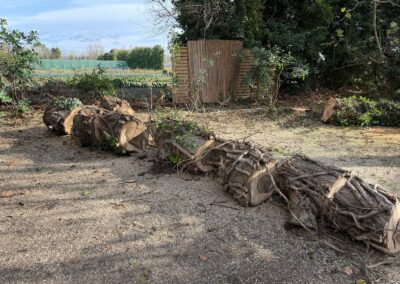 Tronçonnage d'un arbre abattu