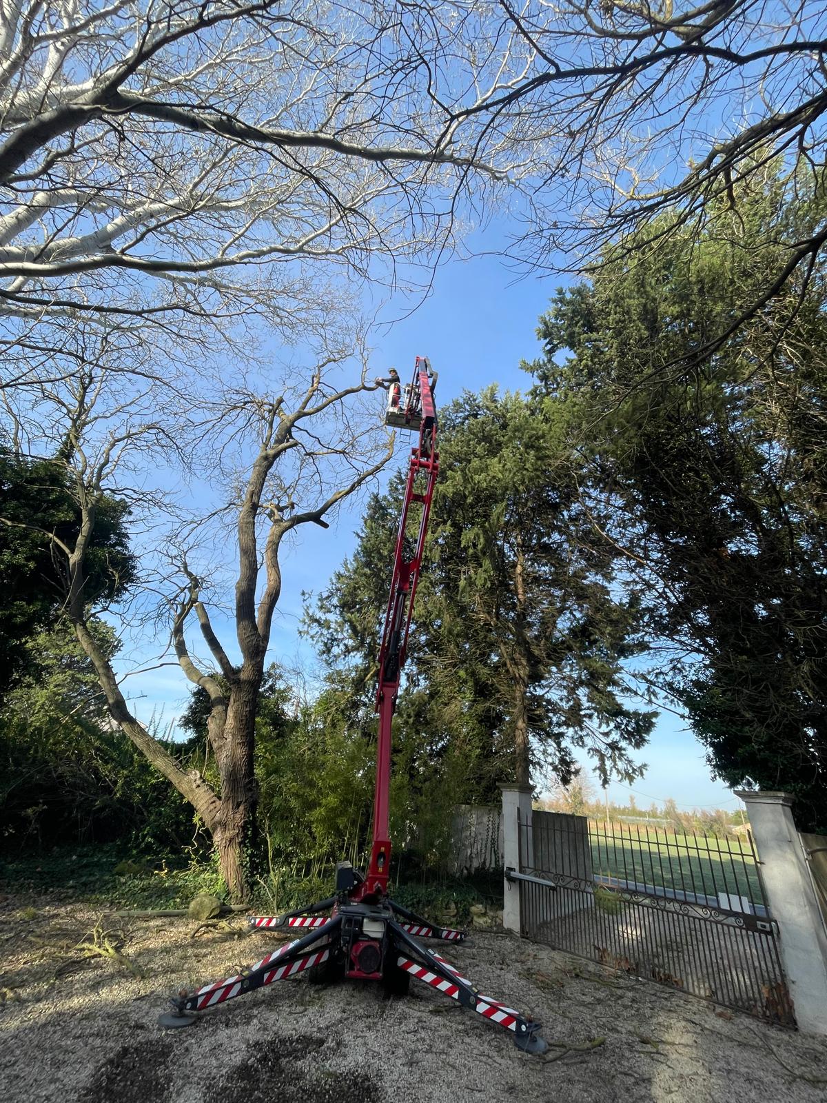 Utilisation d'une nacelle télescopique sur pied pour l'abattage d'un arbre