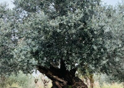 Spécimen unique d'olivier millénaire majestueux