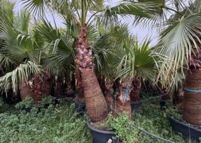 Sélection de palmiers Washingtonia en pépinière