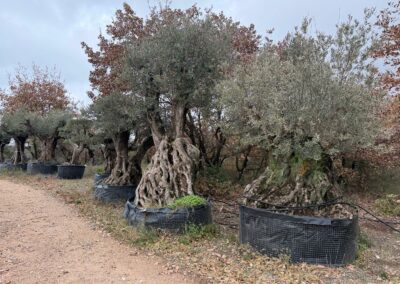 Échantillon d'oliviers millénaires