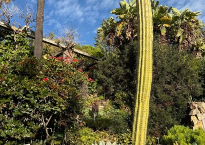 Vue en contre-plongée d'un grand cactus colonnaire jaillissant d'un jardin de succulentes