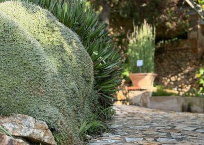 Vue en gros plan d'une plante grasse en forme de dôme poussant au bord d'une allée pavée en pierres naturelles dans un jardin ensoleillé