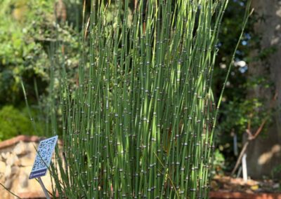 Éléments de décoration végétale avec Prêle du Japon structurée, idéale pour apporter une touche zen et verticale aux terrasses et balcons