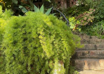 Escalier de jardin avec plantes retombantes et arbustes persistants, mêlant minéral et végétal avec élégance