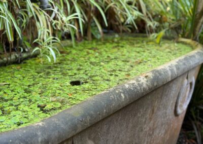 Ancien bassin en pierre restauré avec végétation aquatique et plantes de berges luxuriantes