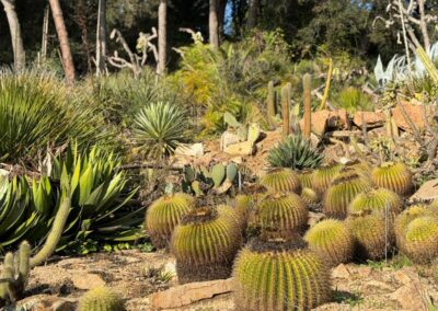 Rocaille méditerranéenne avec Echinocactus grusonii et succulentes, pour un jardin graphique et économe en eau