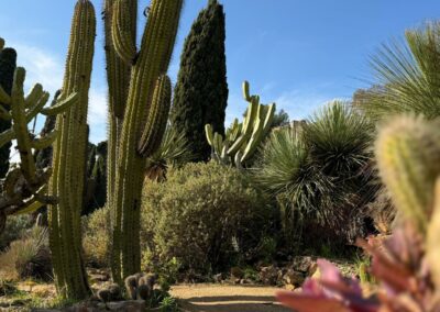 Jardin exotique avec cactus cierges monumentaux et Yuccas, créant un paysage architectural sans entretien