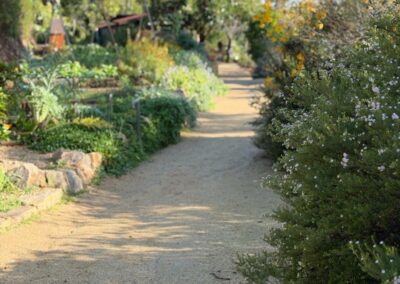 Allée de jardin paysager mêlant palmiers Phoenix, arbustes fleuris et essences locales pour un rendu naturel et élégant
