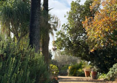 Allée de jardin avec essences méditerranéennes, mêlant grands palmiers et arbustes persistants pour une ambiance sereine