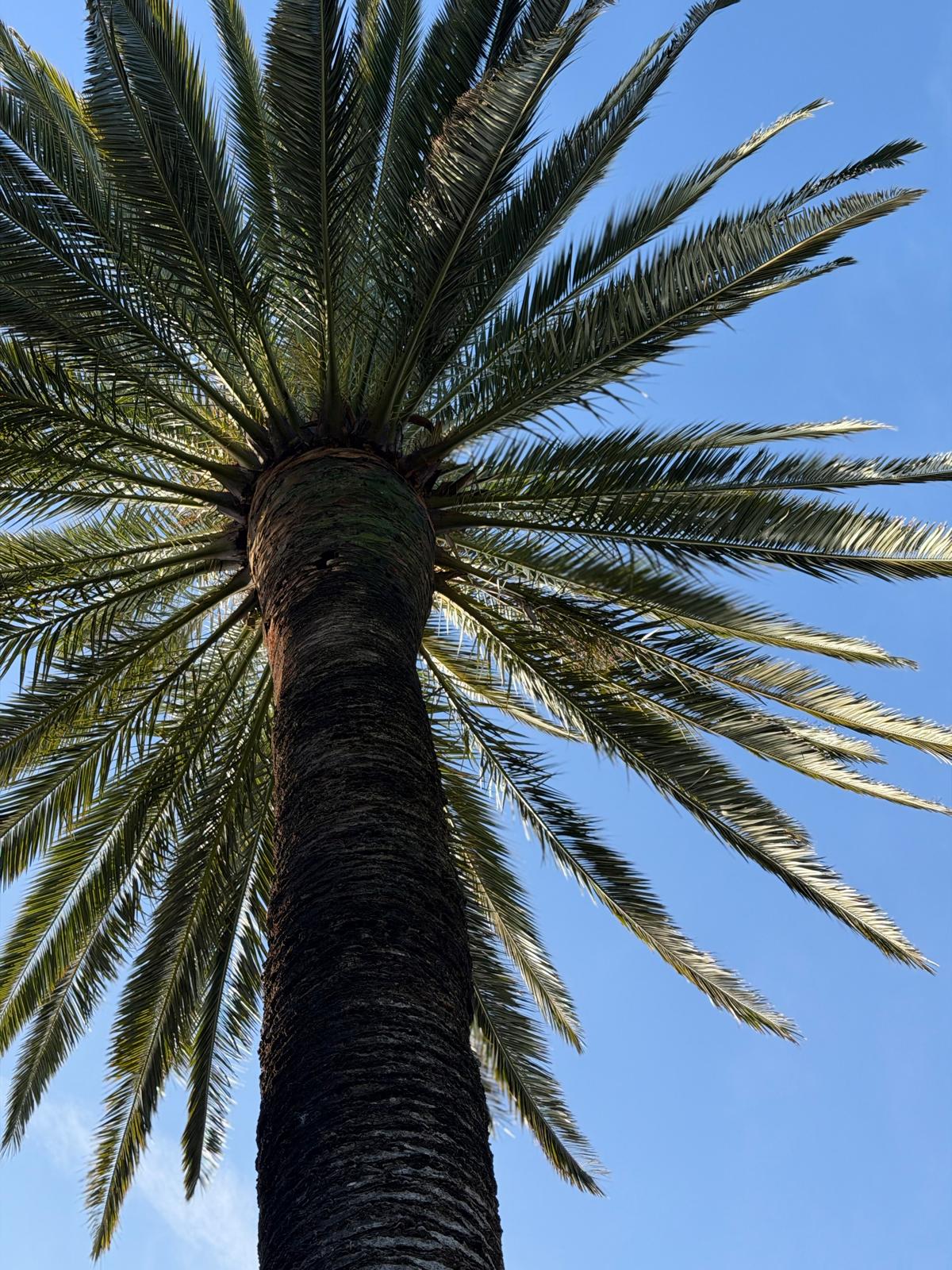 Vue majestueuse d'un palmier Phoenix canariensis au stipe élancé et feuillage dense sous un ciel bleu de Provence