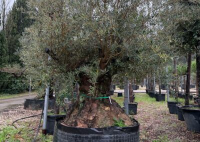 Sélection d'un olivier avec une large circonférence