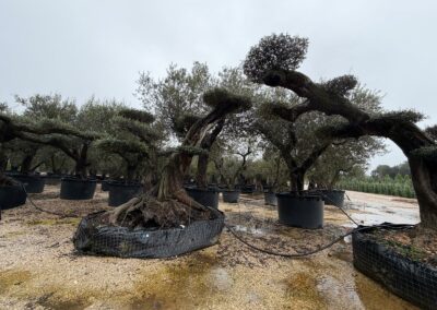 Échantillon d'oliviers niwaki taillés en nuage