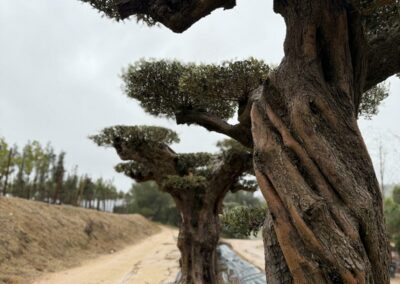 Sélection d'un olivier niwaki sculpté en plateaux