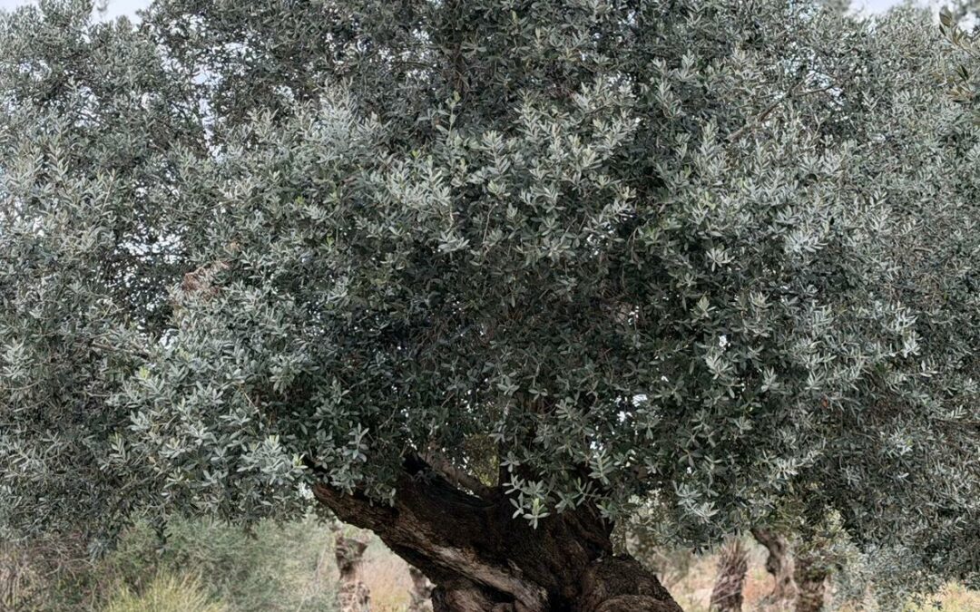 Oliviers millénaires