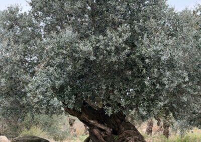 Oliviers millénaires