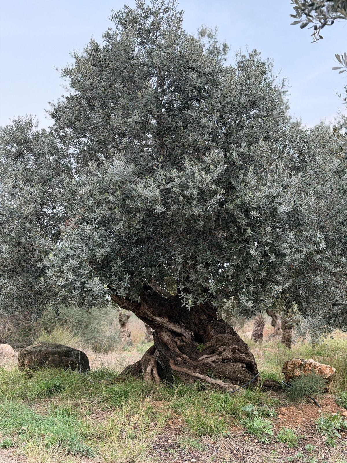 Olivier millénaire unique