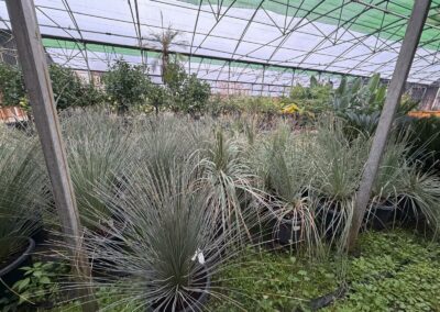 Collection de Dasylirion wheeleri en pépinière