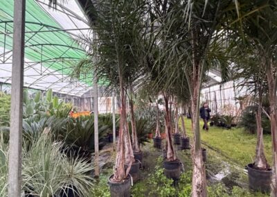 Sujets élancés de palmiers Syagrus romanzoffiana en pépinière, parfaits pour structurer le paysage avec élégance