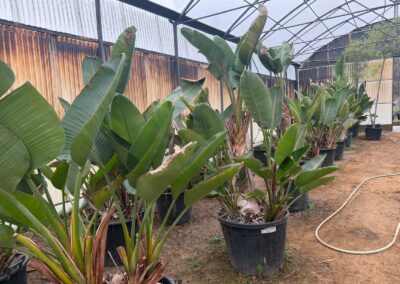Strelitzia nicolai ou Oiseaux de paradis géants en pépinière