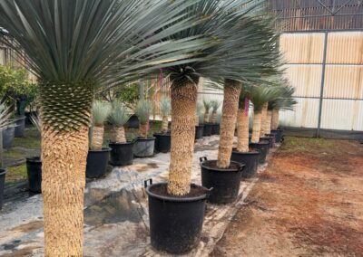 Sélection de Yuccas bleus du Mexique